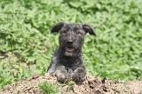 BOUVIER DES ARDENNES 363